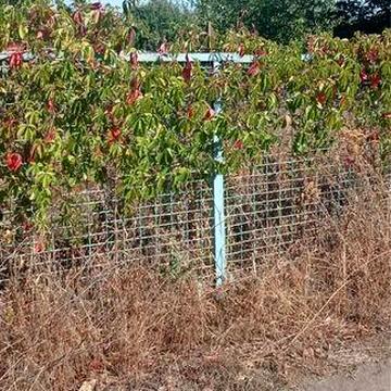 Продам дачу в дачному товаристві «Саксагань» (за Божедарівкою)