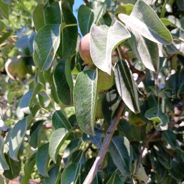 Ціну знижено! Продамо будинок у селі Довге Закарпатської області