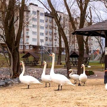Оренда квартири ЖК  Озерний  Гай
