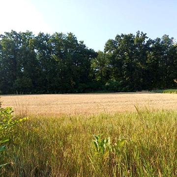 Продам будинок( дачу) із ділянкою