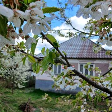 Продам будинок Голубине Закарпатської