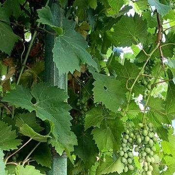 Продам дачу у Миколаєві (проведена вода)