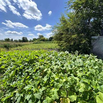 Продам будинок в селі Горобіївка
