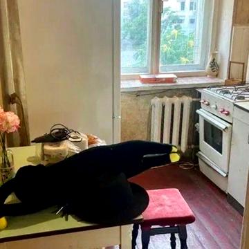 Здам 2-к квартиру Центр, ЦУМ мечникова 1