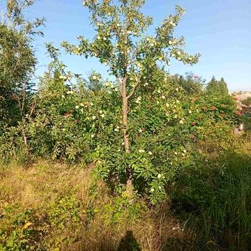 Продаем дачу, коопиратив ручеёк, недалеко от недайводя, рядом турбаза.
