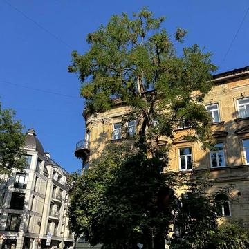 Двокімнатна квартира в центрі
