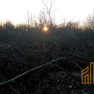 Тюльпанова
