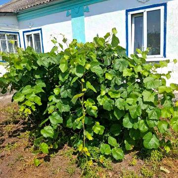 Продам будинок в с. Дубище