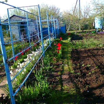 ПРОДАМ дача Дніпро 2 (Дніпровський район), за 3 кл. починаються Старі Кодаки