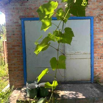 Продам дачу в с.Їжаківка