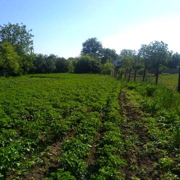 Продається дім с.Вербівка, Звенігородський р-н, Черкаська обл.