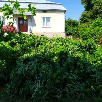 Продам будинок біля Рогатина