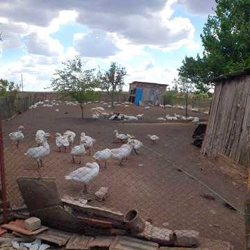 Продам будинок  в миколаївський області