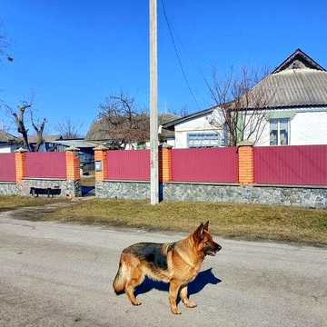 Продам будинок. С. Чепеліївка. Білоцерківський район. Від власника.