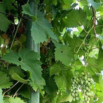 Продам дачу у Миколаєві (проведена вода). Торг