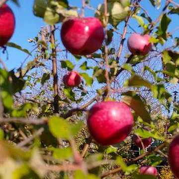 Продам дачу, Новоселовка, 5.9 соток, кадастровый номер