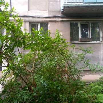 Сдам квартиру в Аркадии