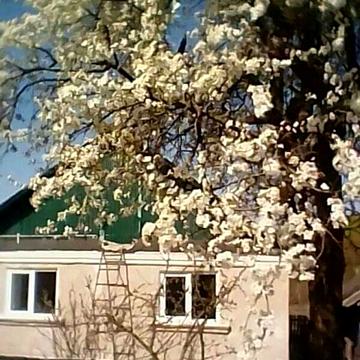 Продається будинок Хмельницька обл,Староконстянтинівський р-н.