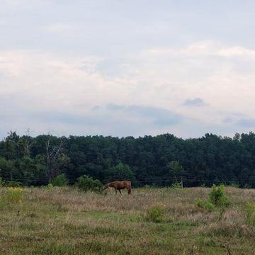 Продаж будинку від власника! Місто Боярка, хороша розвязка до Києва.