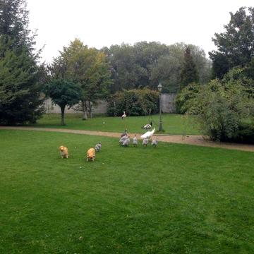 Продам дом в Пуховке, большая усадьба 110 сот