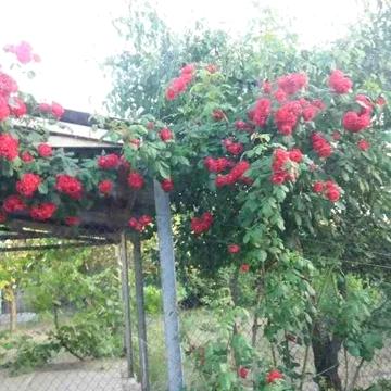 (13) Продам дом на 6 сотках в Сухом Лимане.