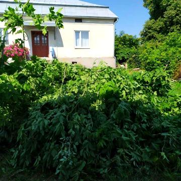 Продам будинок біля Рогатина