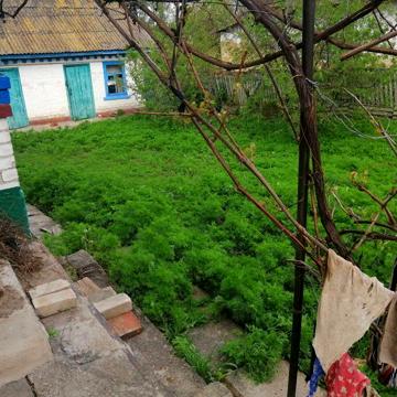 Будинок в смт.Цибулів, 180 км від Києва, 260 км від Черкас