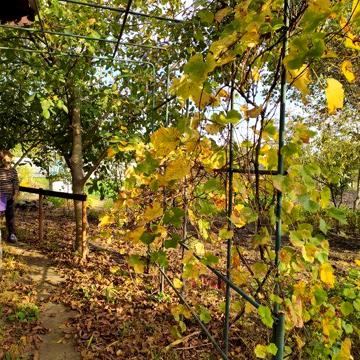 Затишне тихе місце. Своя дача.