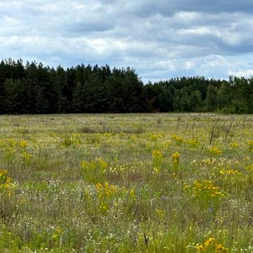 Дружня, Бучанський, Київська область 5000.0 USD