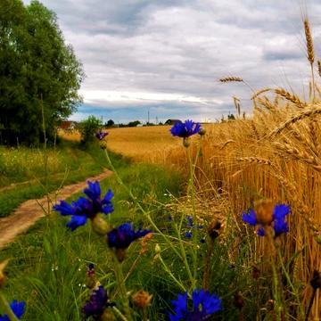 Тараса Шевченка пров.