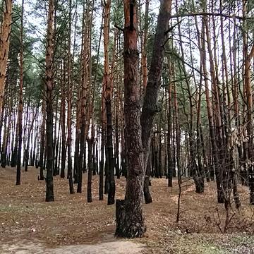 Васильківська вул. (Ватутіна)