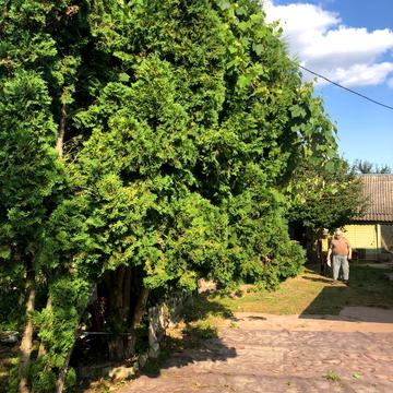 Івана Франка вул. (Калініна)