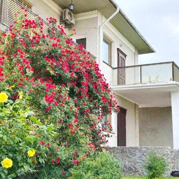 Центральна вул.