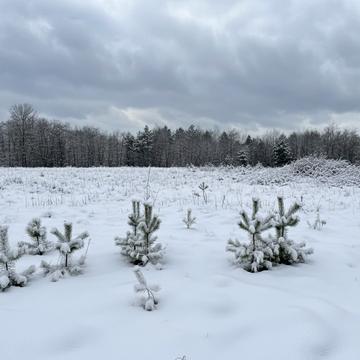 Михайлівка-Рубежівка, Бучанський, Київська область 22000.0 USD