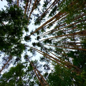 провулок Боровий