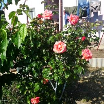 центральная, 67