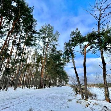 Нове Залісся, Бучанський, Київська область 22000.0 USD