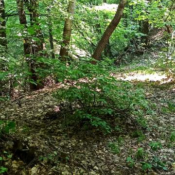 Кавказька вул.