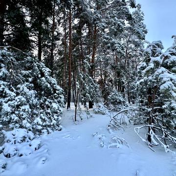 Бабинці, Бучанський, Київська область 28000.0 USD