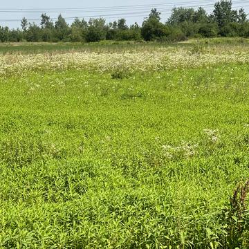Березівка, Івано-Франківський, Івано-Франківська область 31700.0 USD