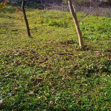 Павлівка, Івано-Франківський, Івано-Франківська область 9000.0 USD