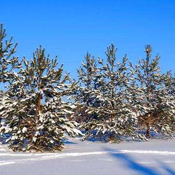 Вища Дубечня, Вишгородський, Київська область 12000.0 USD