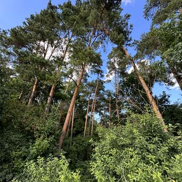 Лебедівка, Вишгородський, Київська область 28500.0 USD