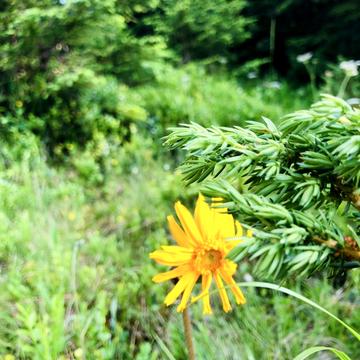 Ужгород, Закарпатська область 16000.0 USD