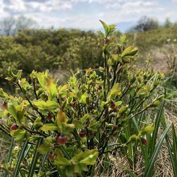 Ужгород, Закарпатська область 32000.0 USD