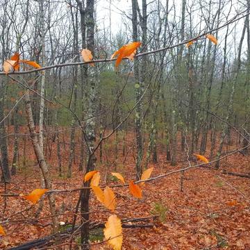 Козин, Обухівський, Київська область 460000.0 USD