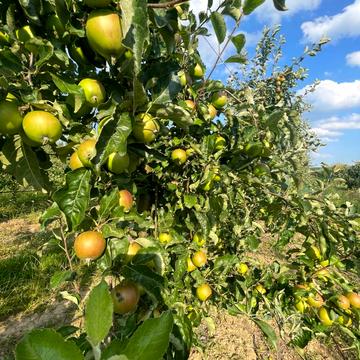 Покутинці, Хмельницький, Хмельницька область 90000.0 USD