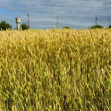 Ковпаківський, Суми, Сумська область 12000.0 USD