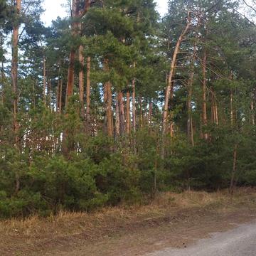 Центральна