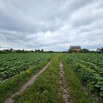 Артемівка, Бориспільський, Київська область 10000.0 USD